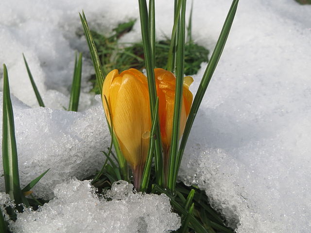 A brilliant yellow snow crocus blossoming from the icy March snow.  Green spikes of more young crocus rise from the snowy bed.